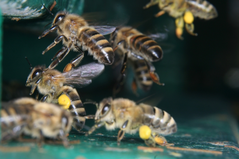 heimkehrende Honigbienen vom Trachtflug heimkehrende Honigbienen vom Trachtflug